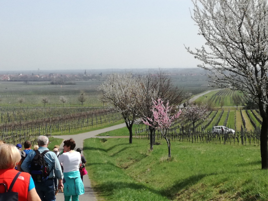 Maikammer Mandelblütenweg April 2018